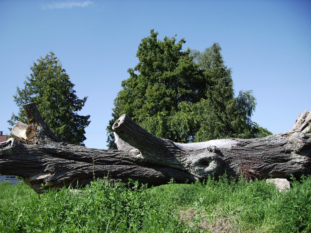 Bild "IMG_0562.JPG"