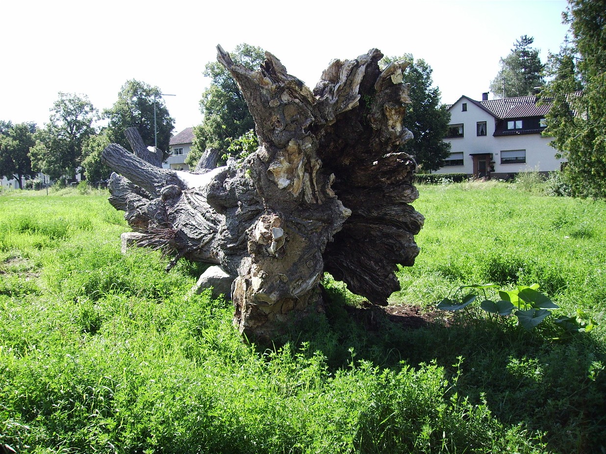 Bild "IMG_0563.JPG"